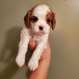 Daisy - Blenheim female Cavalier King Charles Spaniel puppy in Caledonia, Michigan from Magnolia Acres