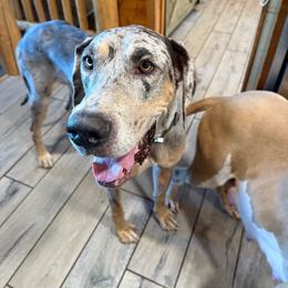 Moon - Merle female Great Dane puppy in Corsica, Pennsylvania from Ferguson Family Danes LLC
