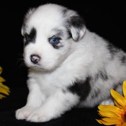 Australian Shepherd and Miniature Schnauzer Puppies from RM Aussies and Miniature Schnauzers