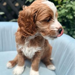 River - Red  male Goldendoodle puppy in Knoxville, Tennessee from Graystone Doodles