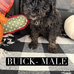 Boy 4 - male Bernedoodle puppy in Apple Valley, California from Doodle Dealers