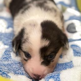 Chip - Blue merle and white male American Corgi puppy in Nortonville, Kansas from Low Riders Corgis & Mini Aussies
