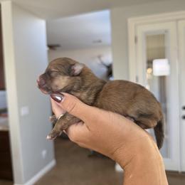 Maple AKC Merle Female - Orange sable female Pomeranian puppy in Las Vegas, Nevada from POM SOCIETY