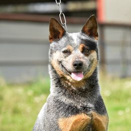 Vee - Australian Cattle Dog
