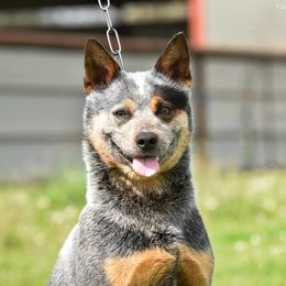 Vee - Australian Cattle Dog