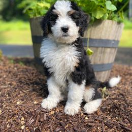 Aussiedoodle and Bernedoodle Puppies from North Mountain Doodles