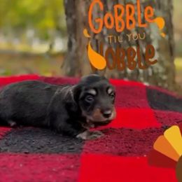 Black and tan - Black and tan male Dachshund puppy in Crestview, Florida from Neverending Dachies