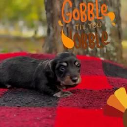 Black and tan - Black and tan male Dachshund puppy in Crestview, Florida from Neverending Dachies