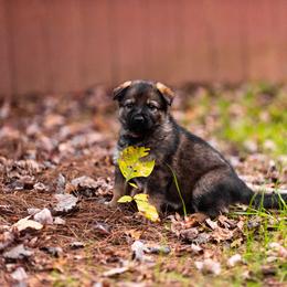 "Red" German Shepherd Puppies from MCX K9