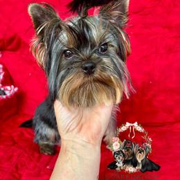 Boy 1 - Blue and gold male Yorkshire Terrier puppy in Statesboro, Georgia from Harrington Yorkies