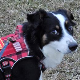 Australian Shepherds from Josh Courville