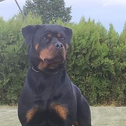 Koldy  - Rottweiler