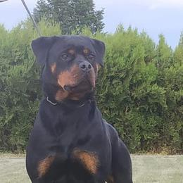 Koldy  - Rottweiler
