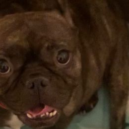 French Bulldogs from Staci Tosh's French Bulldogs