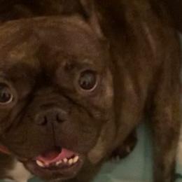 French Bulldogs from Staci Tosh's French Bulldogs