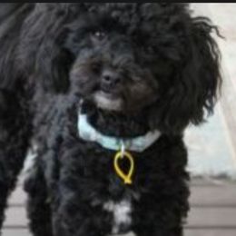 Smokey - Shih Tzu