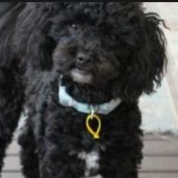 Smokey - Shih Tzu