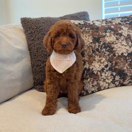 Bonnie - Red  female Goldendoodle puppy in Anaheim, California from Cuddle Bear Doodles