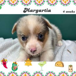 Margarita - Blue merle and white female American Corgi puppy in Mansfield, Ohio from Moonrise corgis