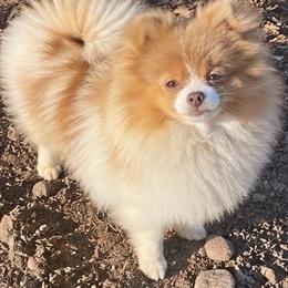 Wisteria - Lavender female Pomeranian puppy in Buck Valley, Pennsylvania from Buck Valley Pomeranians