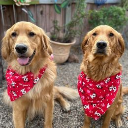 Golden Retrievers from Wishaw Whisky Golden Retrievers