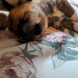 Shiba Inu Puppies from Cornerpost Shiba Inus