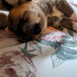 Shiba Inu Puppies from Cornerpost Shiba Inus