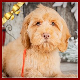 Louie - Golden male Cockapoo puppy in Connersville, Indiana from Deaz Doodle Ranch