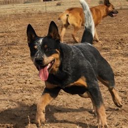 Bean - Australian Cattle Dog