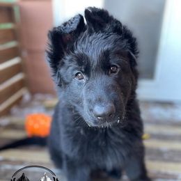 Berger Blanc Suisse and German Shepherd Puppies from Von Wulfgeist Shepherds