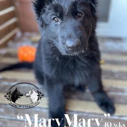 Berger Blanc Suisse and German Shepherd Puppies from Von Wulfgeist Shepherds