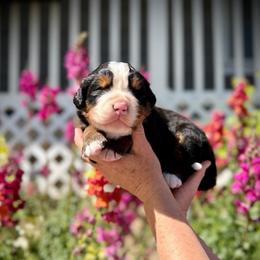Zeus - Black rust and white male Bernese Mountain Dog puppy in Idaho from Bernese By Barzees