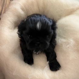 Lizzy - Black female Shih Tzu puppy in Scottdale, Pennsylvania from Nancy’s Majestic Shih Tzus