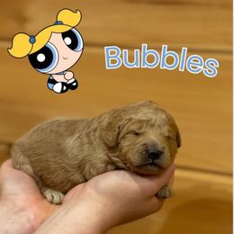 Bubbles - Cream female Goldendoodle puppy in Shushan, New York from Barnwood Doodles