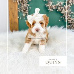 Q u i n n - Red female Bernedoodle puppy in Cedar City, Utah from Cedar Doodles- Home of the Teddybear Goldendoodle