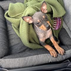 Silk - Black tan and white female American Hairless Terrier puppy in Toto, Indiana from Toto Terriers