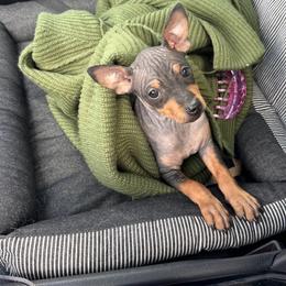 Silk - Black tan and white female American Hairless Terrier puppy in Toto, Indiana from Toto Terriers