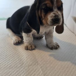 Yellow - Black white and brown female Basset Hound puppy in Russellville, Kentucky from Morse's Basset Hounds