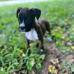 Girl 1 - Brindle female Boxer puppy in Prestonsburg, Kentucky from Diamond Standard Boxers