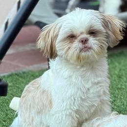 Randy - Gold and white male Shih Tzu puppy in Victorville, California from RUMBLE n TUMBLE