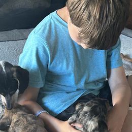Dachshunds from New age doxies