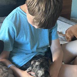 Dachshunds from New age doxies