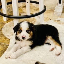 Black Tri Boy - Australian Shepherd puppy in Luverne, Minnesota from BL Black Family Australian Shepherds