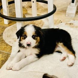 Black Tri Boy - Australian Shepherd puppy in Luverne, Minnesota from BL Black Family Australian Shepherds