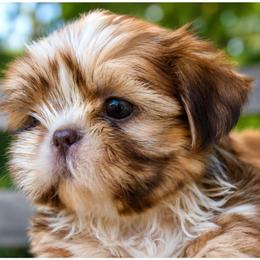 Fig - Red male Shih Tzu puppy in Warren, Michigan from Danielle's Yorkie Babies