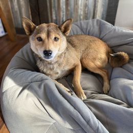 Georgi - Shiba Inu