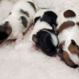 Yorkshire Terriers from BIOLA'S YORKIES