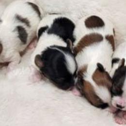Yorkshire Terriers from BIOLA'S YORKIES