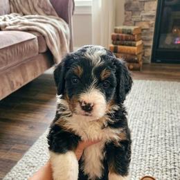 Stormy - Tri-color female Bernedoodle puppy in Cape Fair, Missouri from Flat Creek Bernedoodles