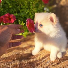 Pomeranian Puppies from Tonia's Pomeranians